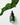 Eine Flasche Farm Loves Face AHA/BHA + Bio-Grünkohl Peeling Serum steht auf einer weißen Oberfläche neben frischem, grünem Bio-Grünkohl, der in einer geschwungenen Linie angeordnet ist.